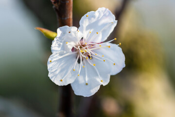 Apricot blossoms burst forth in a delicate profusion of  white petals, adorning the branches with a graceful elegance. Their sweet fragrance fills the air, carrying hints of springtime and renewal.