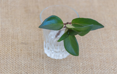 A small green leaves of goldfish plant in water glass on beige burlap background