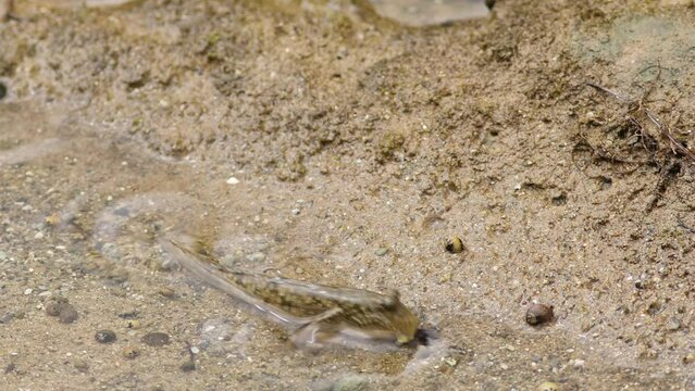 Barred Mudskipper Trying to Eat a Fly.