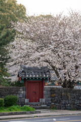 한국의 벚꽃