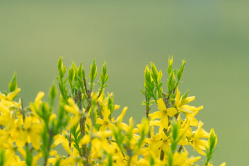 new buds on colourful bokeh background in early spring.  forsythia flowers 