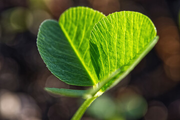 Fresh green clover leaf unfolding in morning sunlight of spring, spring background, macro.
