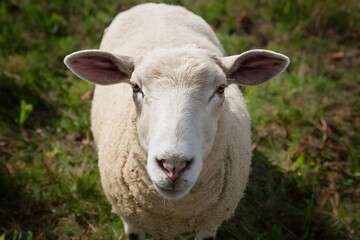 Fototapeta premium Pic Close up shot captures sheeps curious gaze in farm setting