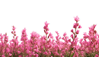 Fototapeta premium pink flowers field foreground isolated on transparent background cutout