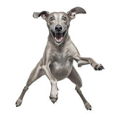 funny jumping great dane dog isolated on transparent background cutout - obrazy, fototapety, plakaty