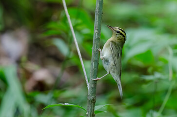 Worm-eating Warbler