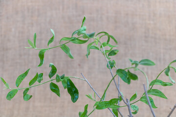 A closeup of the leaves and branches on an olive tree branch, with soft green foliage against...