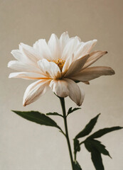 white flower on a red