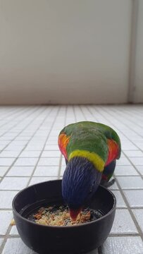 rainbow lorikeet bird up close eating food out of plastic container on white tiled floor 