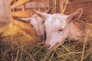 Fototapeta premium Baby goats on animal farm.High quality photo.