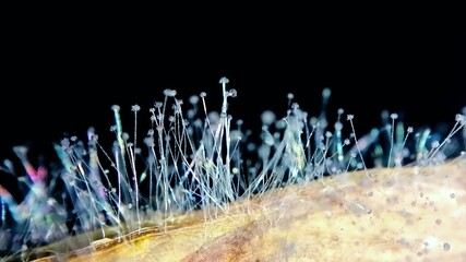 Macro Beauty: Delicate Fungus Growth on Wood, Nature’s Artistry Captured in Vivid Detail
(With a ...