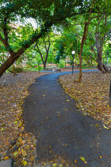 Park pathway running and walking in city tree forest green park