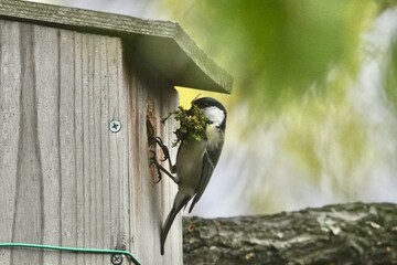 japanese tit is collecting nesting materials