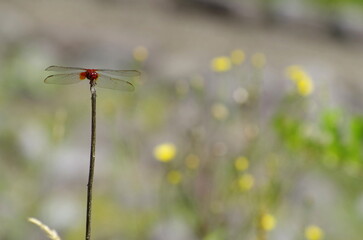赤トンボ（ショウジョウトンボ）のいる風景