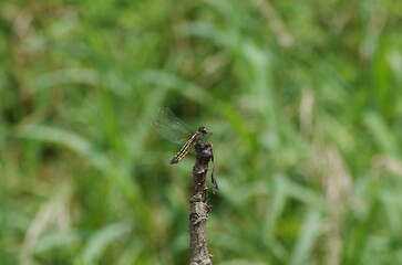 日本のトンボ（ハラビロトンボ）、日本国内の地域によっては数が激減している。 © 直樹 市村