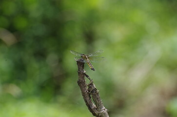 日本のトンボ（ハラビロトンボ）、日本国内の地域によっては数が激減している。