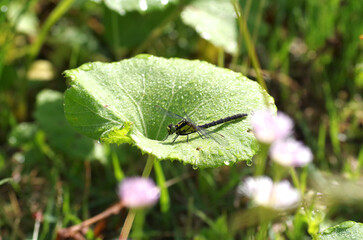 日本のトンボ（コサナエ）