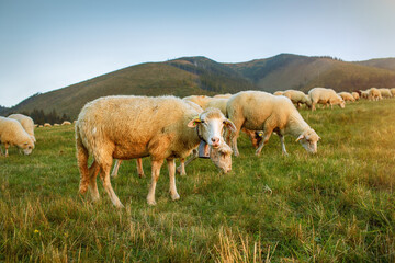 Sheep on green pasture on mountain slope.