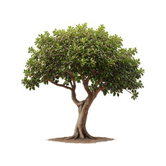 Isolated Fig Tree on a transparent background, PNG format