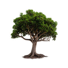 Isolated Gumbo Limbo Tree on a transparent background, PNG format - obrazy, fototapety, plakaty