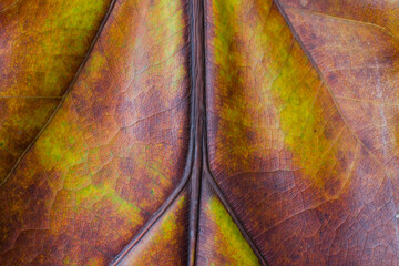Brown teak leaves texture for background
