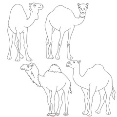 Camel Clipart Set. Cartoon Wild Animals Clipart Set for Lovers of Wildlife. 