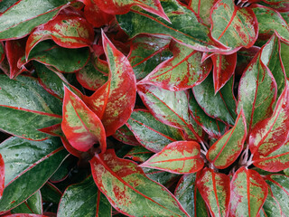 Aglaonema Red leaves nature background