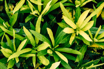 Closeup yellow and green leaves background