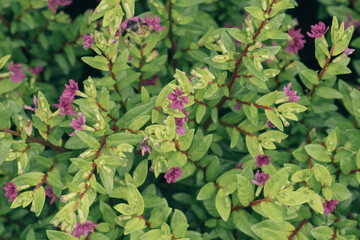 Closeup Cuphea hyssopifolia Ruby leaves and flowers background