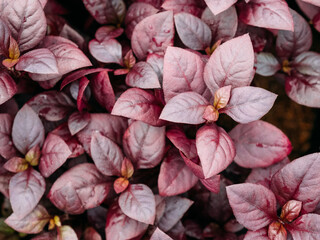 Closeup red fresh leaves of Alternanthera Joseph's background