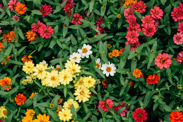 Colorful Zinnia flowers background