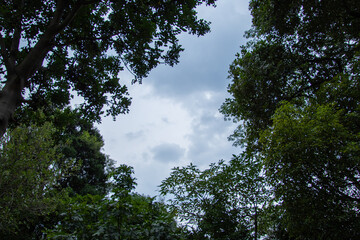 Overcast daylight skyline visible through the canopy of the trees in a forest image for background...