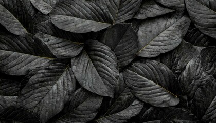 Closeup tropical black leaves texture and dark tone process, abstract nature pattern background