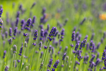 Blooming lavender in the meadow
