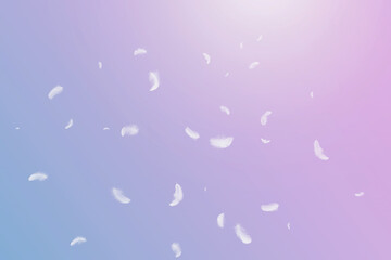 Abstract White Bird Feathers Floating  in The Sky. Feathers Softness Falling as Background.	
