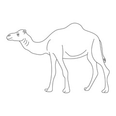 Outline Camel Clipart. Cartoon Wild Animals Clipart Set for Lovers of Wildlife. 