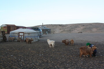A lonely evening with a nomadic family in the tranquil valley in Umnugovi, Mongolia. This is one of...
