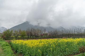Rapeseed fields at the foot of the mountain