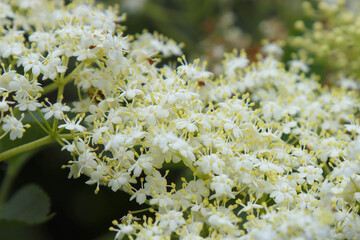 White elderberry blossom