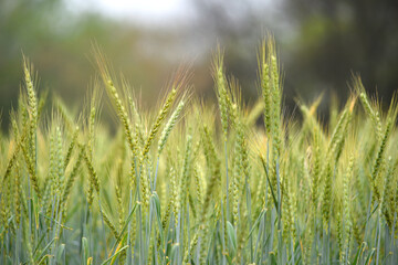 Green wheat field close up image, Green Wheat whistle, Wheat bran fields, agriculture, wheat field Pakistan, closeup of green cereal field
