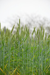 Fototapeta premium Green wheat field close up image, Green Wheat whistle, Wheat bran fields, agriculture, wheat field Pakistan, closeup of green cereal field