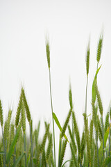 Green wheat field close up image, Green Wheat whistle, Wheat bran fields, agriculture, wheat field Pakistan, closeup of green cereal field