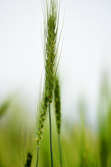 Green wheat field close up image, Green Wheat whistle, Wheat bran fields, agriculture, wheat field Pakistan, closeup of green cereal field