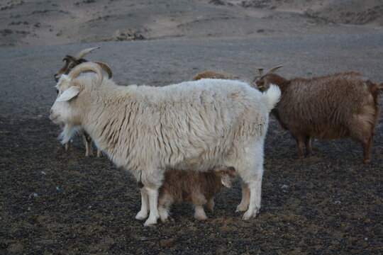Mongolian cashmere goats roam freely in the lonesome valley of Bogd Chuun Uul, Umnugovi province, Mongolia. The cashmere goat hair is so precious to the local nomads for their living. It is expensive.