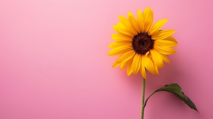 A vibrant yellow sunflower leans gracefully to one side, as if meditating, against a soothing pastel pink wall - obrazy, fototapety, plakaty
