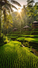 Rice terraces on the island. A view of a lush green field with coconut trees and a house in the background. A vertical image for phone wallpaper.