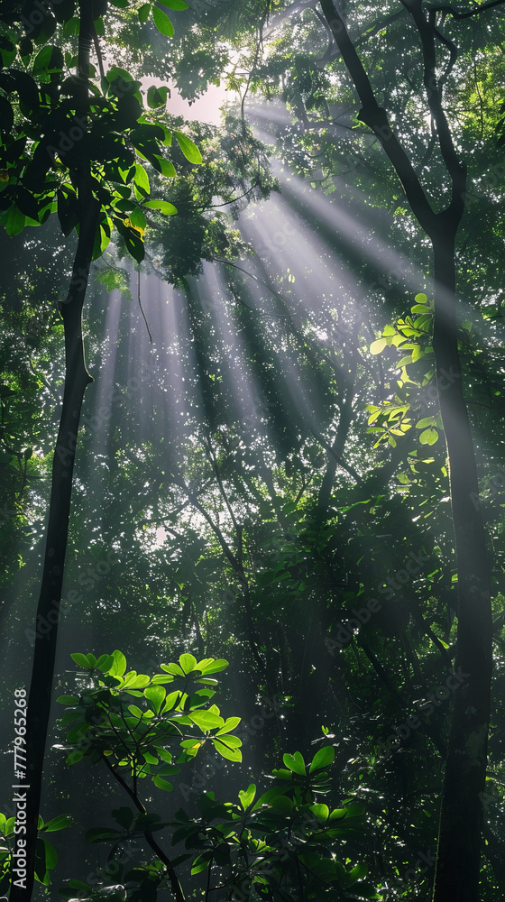 Poster a forest with sunlight shining through the trees, creating a serene