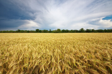 Meadow of wheat. - 777965478