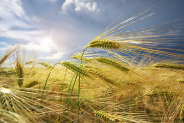 Meadow of wheat.