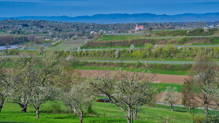 Frühling in der Ortenau nahe Ettenheim